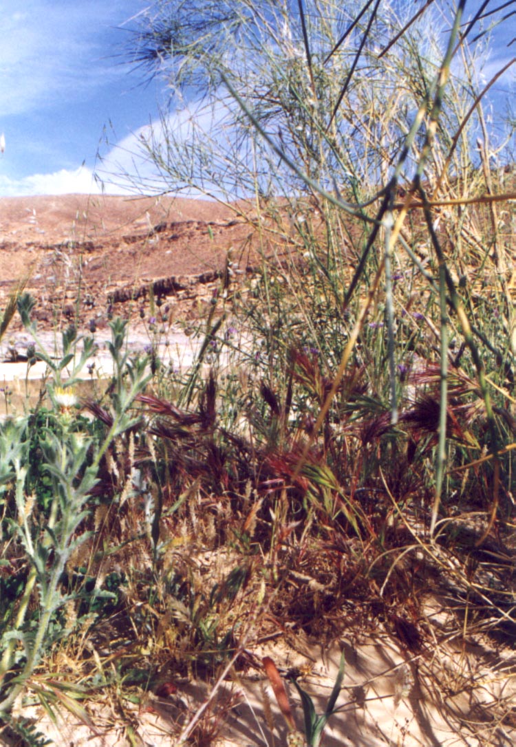 green.jpg (239948 bytes)